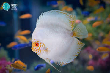 White Butterfly Discus