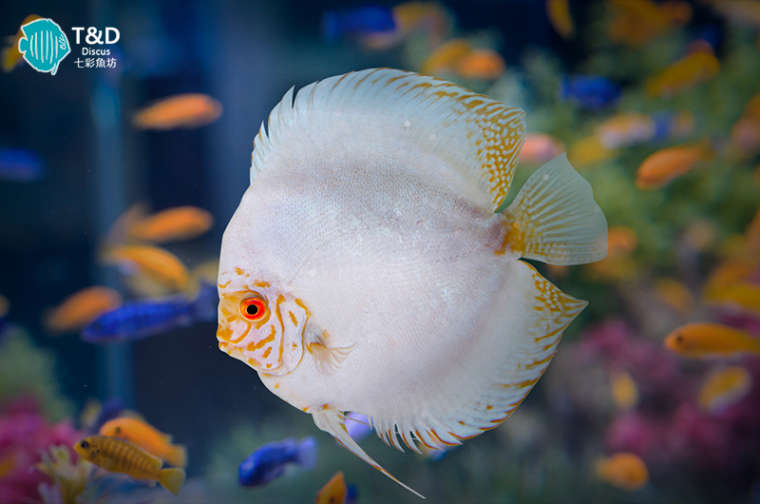 White Butterfly Discus | | T&D Sunpin Discus - Professional discus farm
