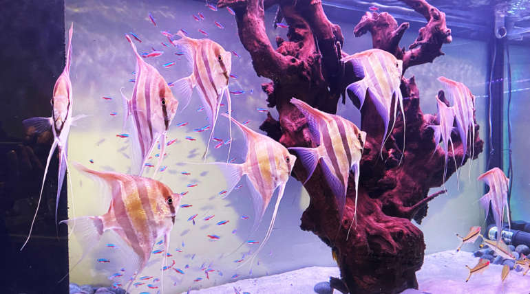 Displayed Aquarium of Wild Altum Angel Fish (Pterophyllum altum)