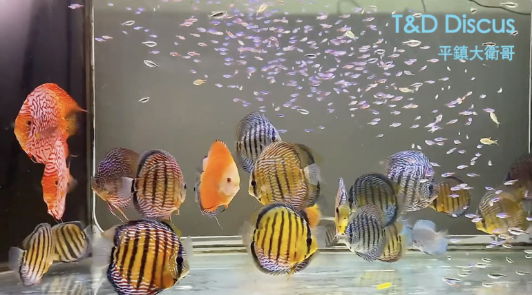 David’s Wild Discus & Colorful Fish Tank Part I