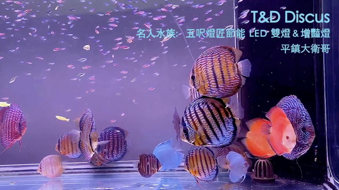 大衛哥的野彩＆七彩魚缸安裝 LED 增豔燈 #2