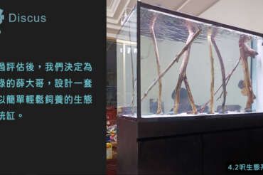 (繁體中文) 土城薛大哥 4.2 呎全人工彩生態系統缸