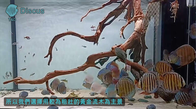 (繁體中文) 桃園龜山 4.2 呎異形七彩混養系統缸